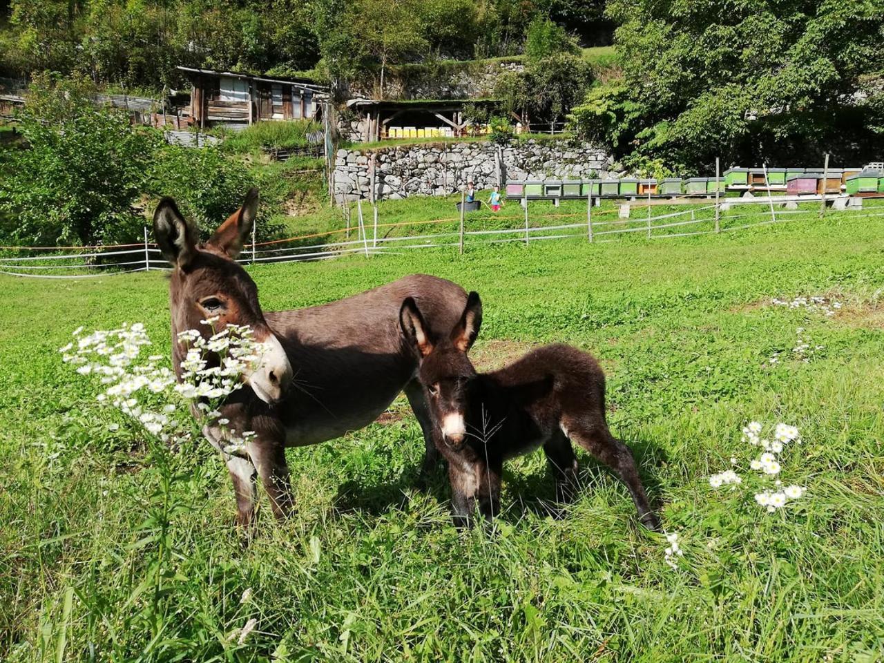 Agriturismo Dalla Natura La Salute Giustino Exterior foto